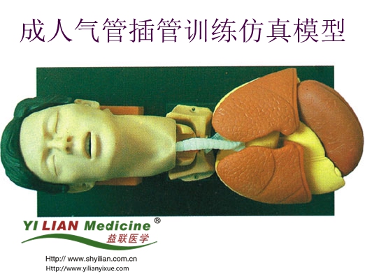 成人氣管插管訓練仿真模型