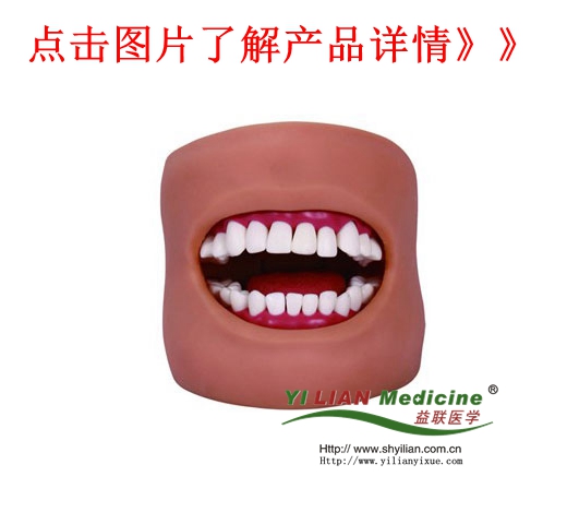 高級口腔護理模型