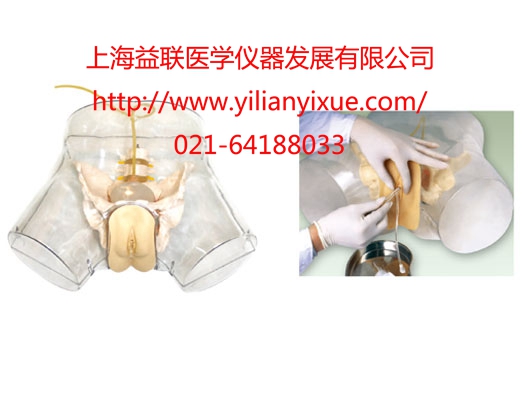 透明女性導(dǎo)尿模型