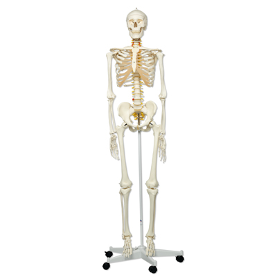 A͹Fred݆ʽ5_֧