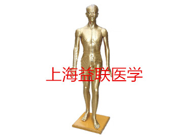 醫(yī)學(xué)教學(xué)模型